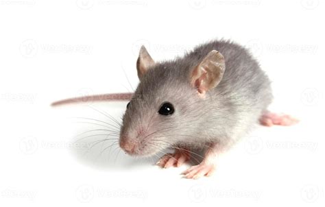 mice bedeutung.